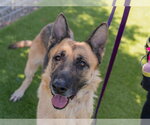Small #2 German Shepherd Dog Mix