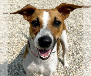 Mutt Dogs for adoption in Jefferson, WI, USA