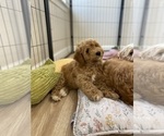 Small Photo #2 Goldendoodle (Miniature) Puppy For Sale in SAN JOSE, CA, USA