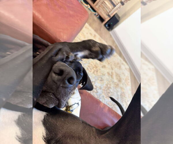 Medium Photo #7 Great Dane Puppy For Sale in Bullard, TX, USA