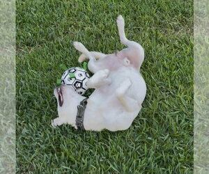 Sebastian #adventure-ready - Male Labsky Dog for Adoption - Photo #3