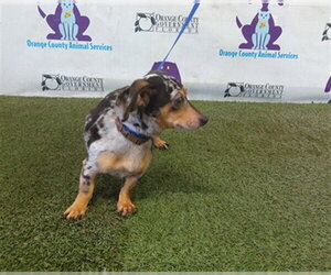Chihuahua-Unknown Mix Dogs for adoption in Orlando, FL, USA