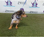 ROCKY - Male Chihuahua-Unknown Mix Dog for Adoption - Small photo