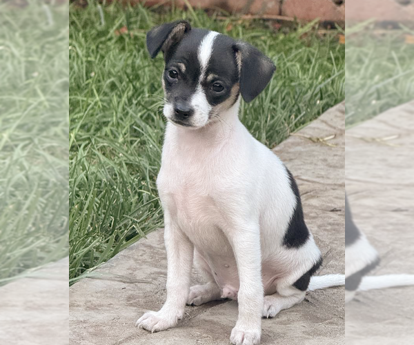Medium Photo #2 Chihuahua-Unknown Mix Puppy For Sale in Corona, CA, USA