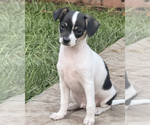 Small #1 Chihuahua Mix