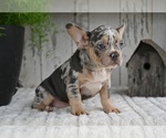 Small #2 French Bulldog