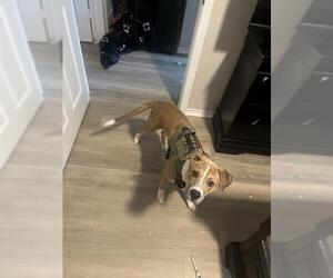 American Staffordshire Terrier Dogs for adoption in San Antonio, TX, USA