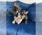 Small Photo #26 French Bulldog Puppy For Sale in HOUSTON, TX, USA