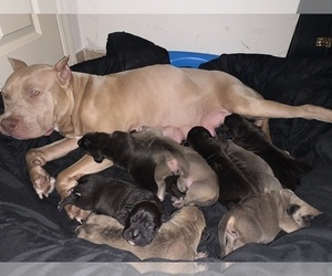 Mother of the American Pit Bull Terrier-Masti-Bull Mix puppies born on 05/04/2021