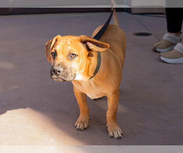 Medium Photo #2 French Bulldog-Unknown Mix Puppy For Sale in Lake Forest, CA, USA