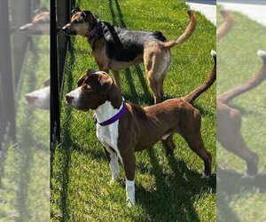 Bluebeard - Male Mutt Dog for Adoption - Photo #7