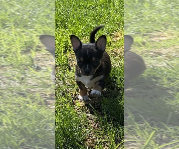 Medium Photo #4 Chihuahua Puppy For Sale in OAKDALE, CA, USA