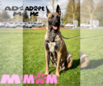 Small #17 German Shepherd Dog Mix