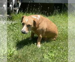 Small #3 Beagle Mix