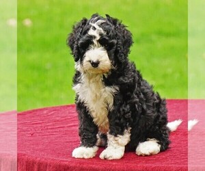 Bernedoodle Puppy for sale in THORP, WI, USA