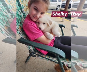 Great Pyrenees Dogs for adoption in Marine City, MI, USA