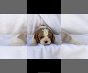 Cavalier King Charles Spaniel Puppy for sale in NILES, MI, USA