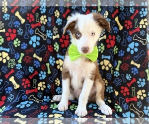 Miniature Australian Shepherd Puppy for sale in LAKELAND, FL, USA