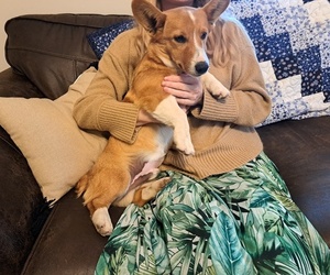 Pembroke Welsh Corgi Litter for sale in SHILOH, OH, USA