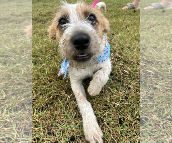 Medium Photo #5 Brittany-Unknown Mix Puppy For Sale in Mobile, AL, USA