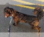 Small #3 Bichon Frise Mix