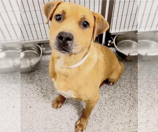 Medium Photo #3 Labrador Retriever Puppy For Sale in Houston, TX, USA