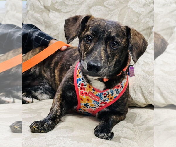 Medium Photo #1 Dachshund-Unknown Mix Puppy For Sale in Mundelein, IL, USA