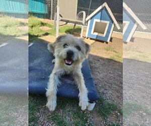 Border Terrier-Unknown Mix Dogs for adoption in Phoenix, AZ, USA