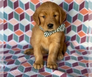 Golden Retriever Puppy for sale in LANCASTER, PA, USA