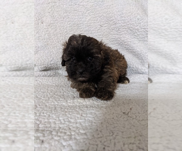 Full screen Photo #9 ShihPoo Puppy For Sale in MCMINNVILLE, TN, USA