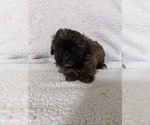 Small Photo #9 ShihPoo Puppy For Sale in MCMINNVILLE, TN, USA