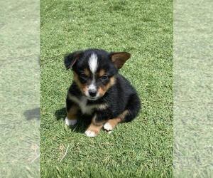 Cowboy Corgi Puppy for sale in BRIGGSDALE, CO, USA