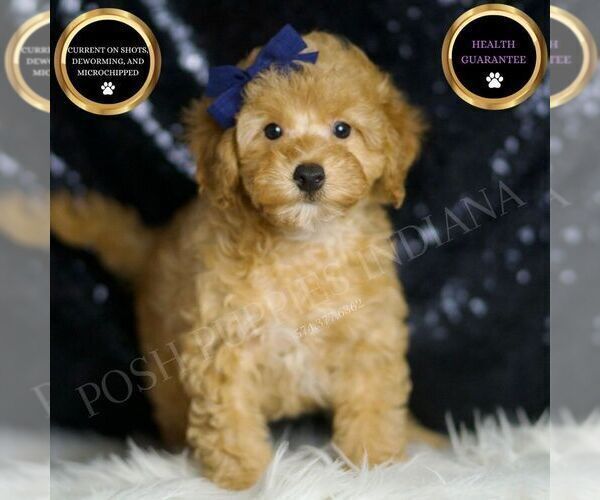 Medium Photo #1 Poodle (Toy) Puppy For Sale in WARSAW, IN, USA