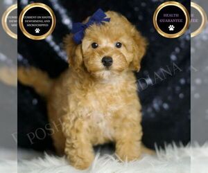 Medium Poodle (Toy)