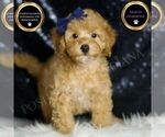 Puppy Cheese AKC Poodle (Toy)
