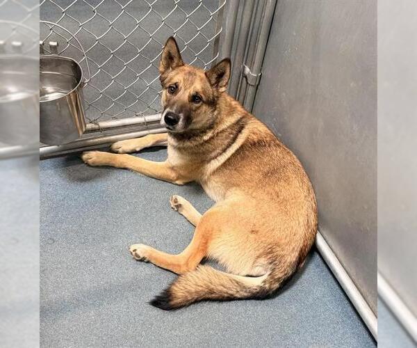 Medium Photo #1 German Shepherd Dog-Unknown Mix Puppy For Sale in HESPERIA, CA, USA