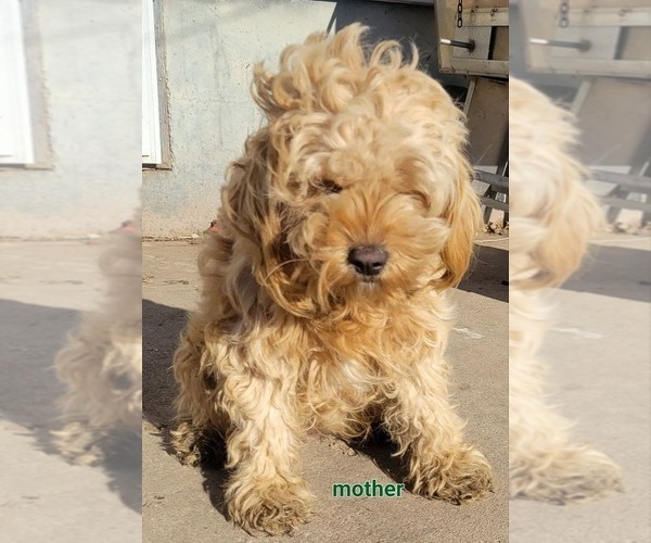 Medium Photo #1 Cavapoo Puppy For Sale in COLBY, WI, USA