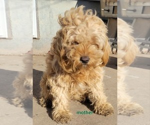 Mother of the Cavapoo puppies born on 10/03/2022