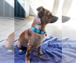 Small #6 Chihuahua Mix