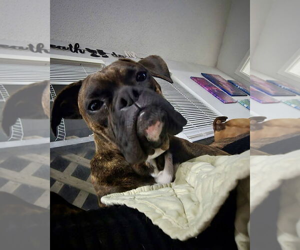 Medium Photo #1 Boxer Puppy For Sale in Dumont, NJ, USA