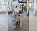 Small Great Pyrenees Mix