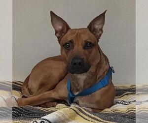 Mutt Dogs for adoption in Ogden, UT, USA