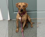 Small #2 Mutt