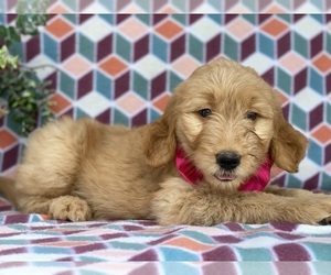 Goldendoodle Puppy for sale in LANCASTER, PA, USA