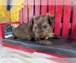 Small #3 Morkie