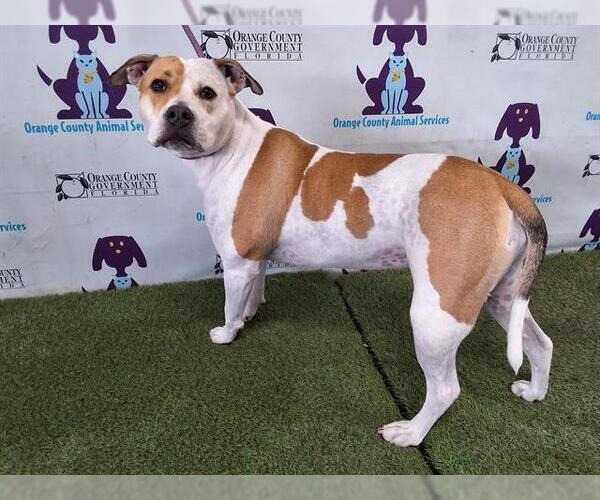 Medium Photo #1 American Pit Bull Terrier-Unknown Mix Puppy For Sale in Orlando, FL, USA