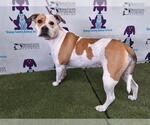 Small American Pit Bull Terrier Mix