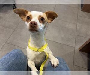 Chihuahua Dogs for adoption in Fort Collins, CO, USA