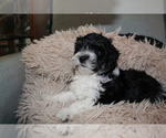Small Photo #3 Maltese-Schnoodle (Miniature) Mix Puppy For Sale in PUEBLO WEST, CO, USA