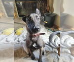 Small #1 Mutt